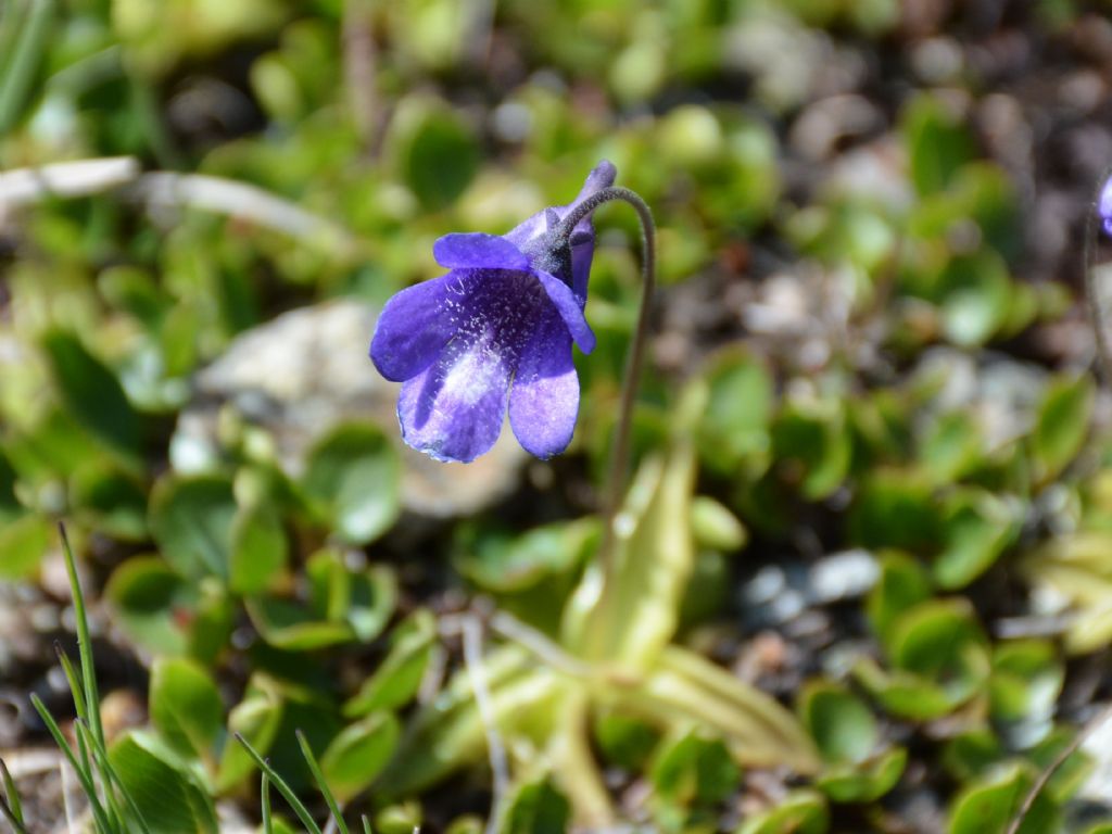 Pinguicula vulgaris / Erba unta comune